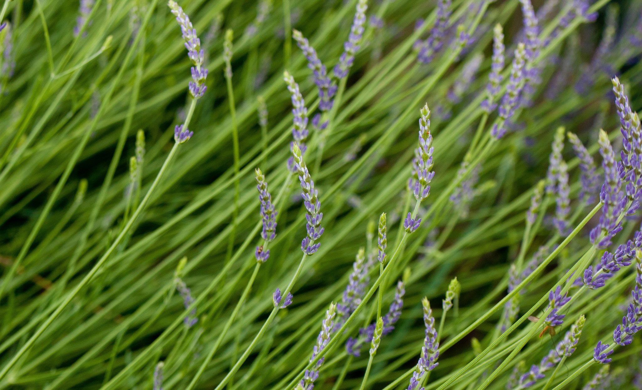 Lavendel naast het zwembad